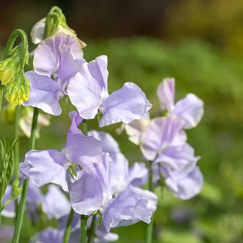 Bristol Sweet Pea Flowers