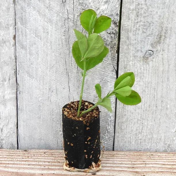 Bristol Sweet Pea Seedling in a Jumbo Plug Showing Good Root Development