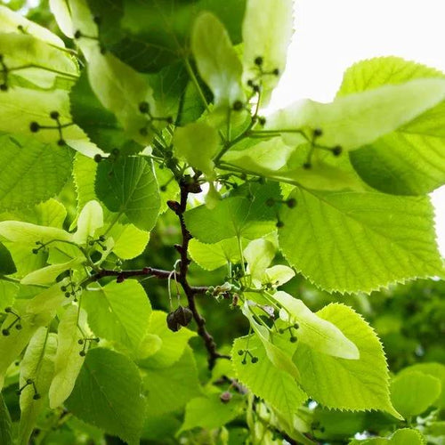 Broad-leafed Lime tree leaves