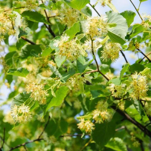 Broad-leafed Lime tree flowers