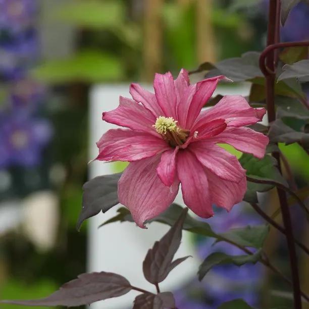Broughton Star Clematis Flowers