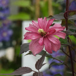 Broughton Star Clematis Flowers