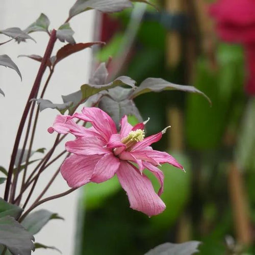 Broughton Star Clematis Flowers