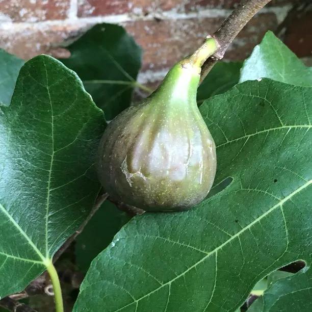 Brown Turkey Fig on the tree