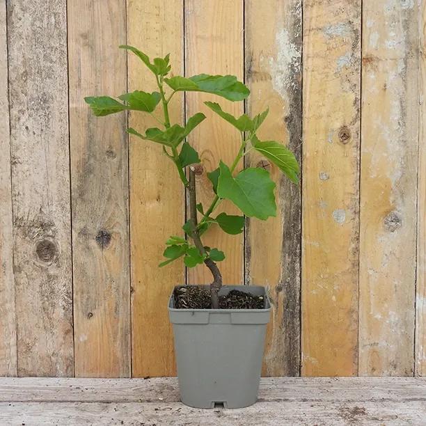Brown Turkey Fig Plant in 3 Litre Pot