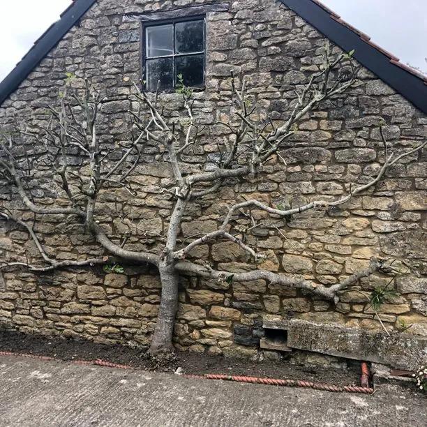Brown Turkey Fig tree growing against a wall