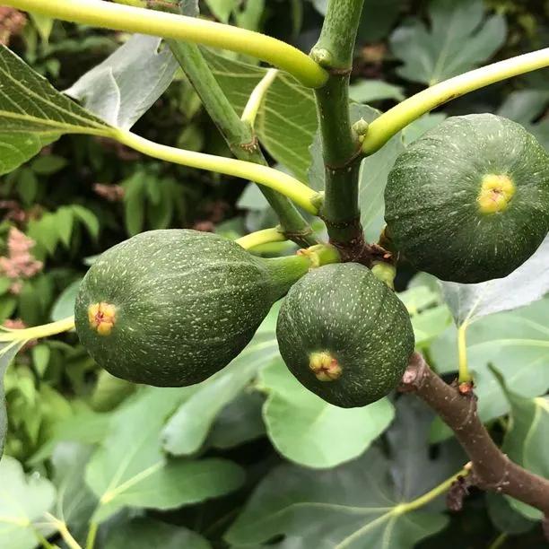 Brown Turkey Figs on the tree