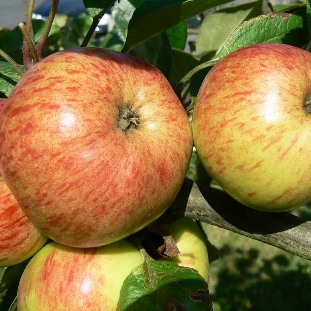 Browns Apples on the tree