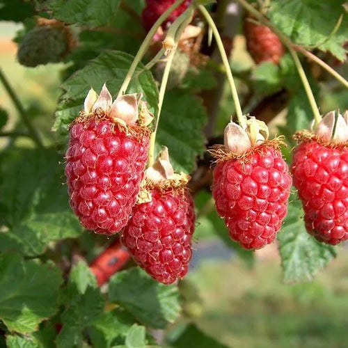 Buckingham Thornless Tayberries on the bush