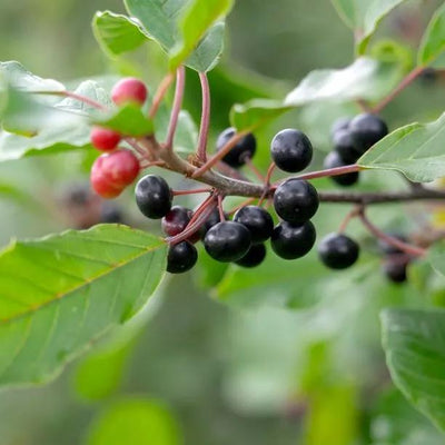 Alder Buckthorn Leaves and fruit