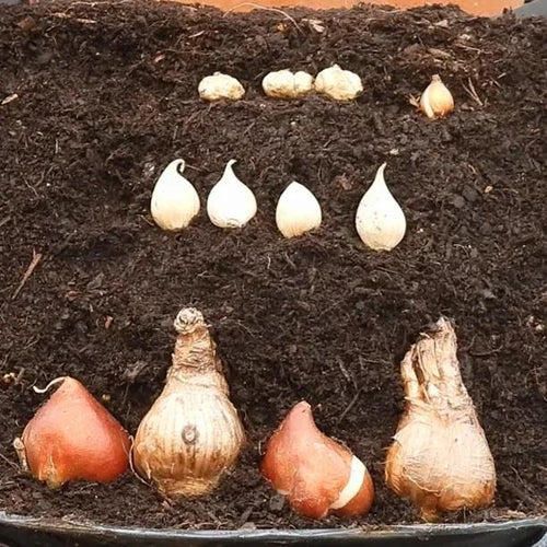 Bulb Lasagne Planting Depths