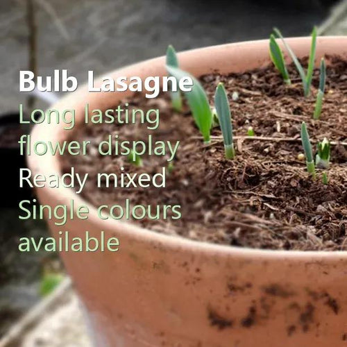 Bulb Lasagne Sprouting in a Pot - Long lasting flower displays