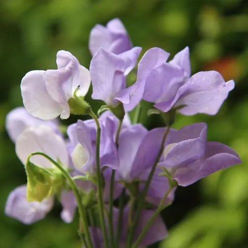 Bunch of Flora Norton Sweet Pea Flowers
