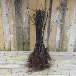 Bundle of 'Quince A' Pear Tree Rootstocks