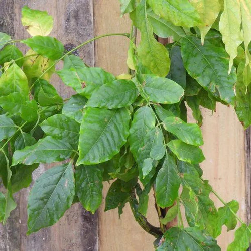 Burford Chinese Wisteria Leaves