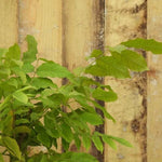 Burford Chinese Wisteria Leaves