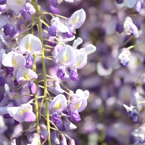 Burford Chinese Wisteria Flowers