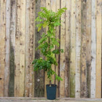 Burford Chinese Wisteria Plant