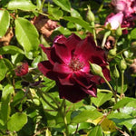 Burgundy Ice Floribunda Rose Flowers