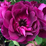 Burgundy Ice Floribunda Rose Flowers
