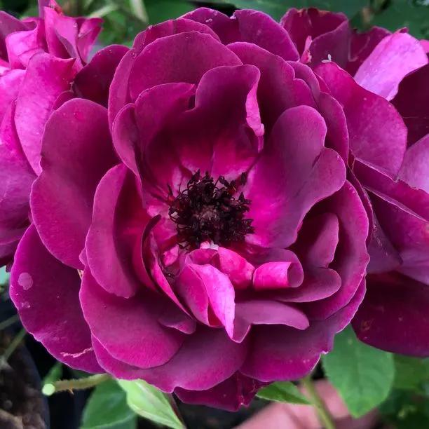Burgundy Ice Floribunda Rose Flowers