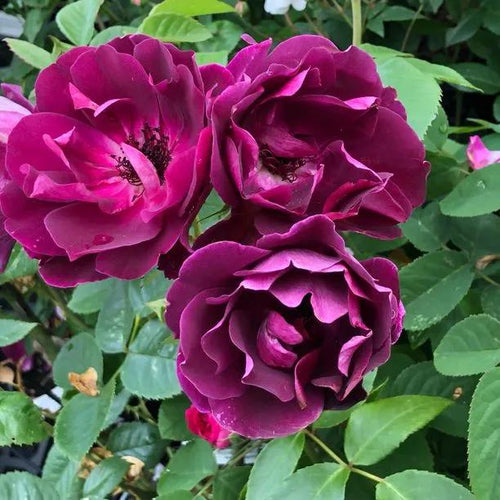 Burgundy Ice Floribunda Rose Flowers
