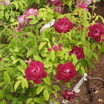 A close-up of a rose bush with clusters of deep magenta-pink roses and bright green leaves growing in soil.