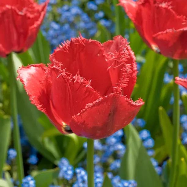 Burgundy Lace Tulip Flowers