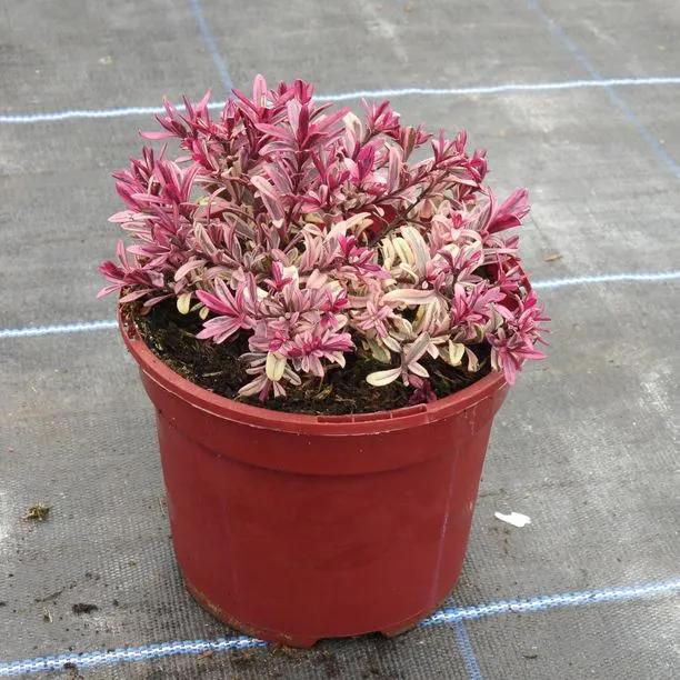 Burning Heart Hebe Plant