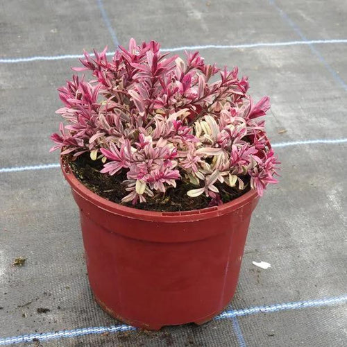 Burning Heart Hebe Plant