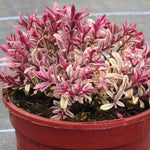 Burning Heart Hebe Plant