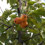 Three ripe orange crabapples (butterball) growing on a tree branch with green leaves.
