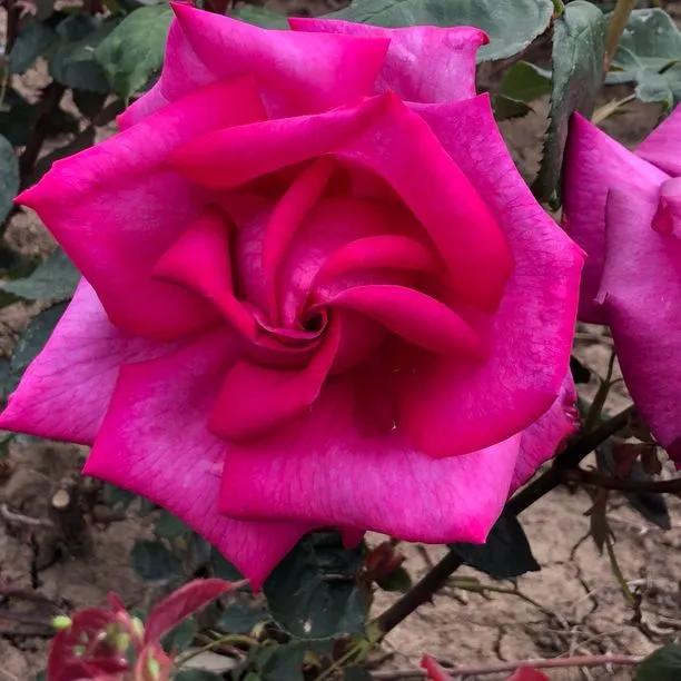 Buxom Beauty Hybrid Tea Rose Flowers