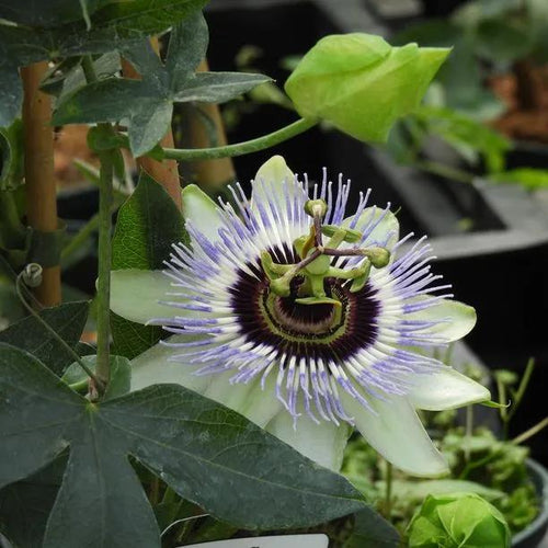 Common Blue Passion Flower