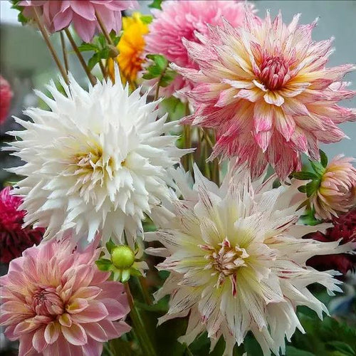 Cafe Dahlia Collection Flowers