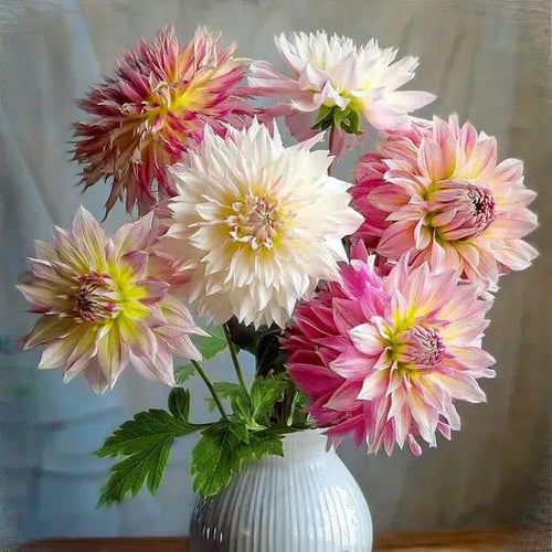 Cafe Dahlia Collection Flowers