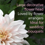 Cafe au Lait Dahlia Flowers: Ideal for Wedding Bouquets