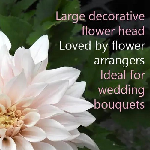 Cafe au Lait Dahlia Flowers: Ideal for Wedding Bouquets