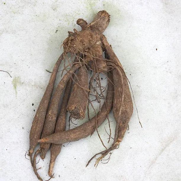 Cafe au Lait Dahlia Tuber