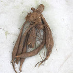 Cafe au Lait Dahlia Tuber