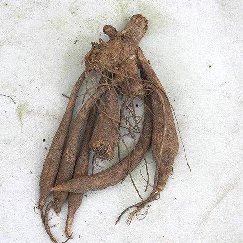 Cafe au Lait Dahlia Tuber