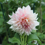 Cafe au Lait Royal Dahlia Flowers