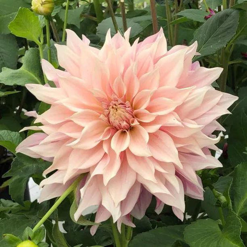 Cafe au Lait Royal Dahlia Flowers
