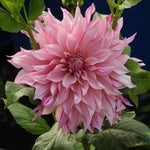 Cafe au Lait Royal Dahlia Flowers