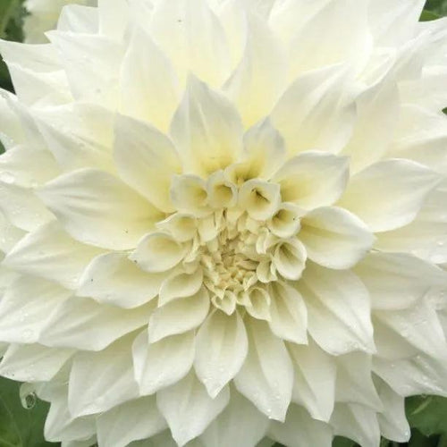 Cafe au Lait Supreme Dahlia Flowers