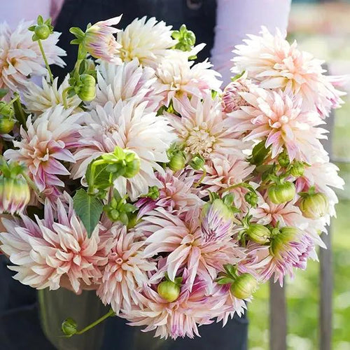Café de Paris Dahlia Flowers