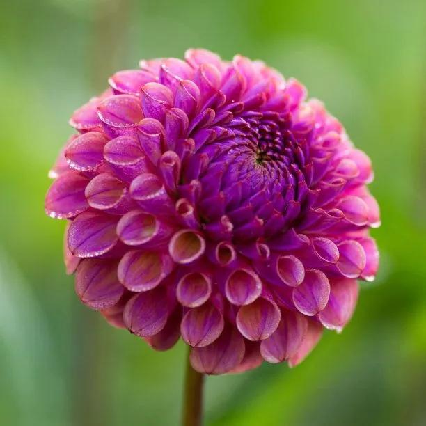Caitlin's Joy Dahlia Flowers