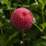 A single pink dahlia flower in full bloom on a green leafy plant, photographed outdoors in natural light.