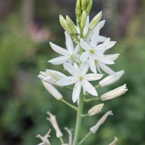 Alba Camassia Flowers