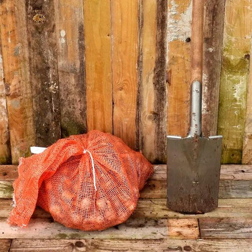 10KG Bag of Camelot Daffodil Bulbs